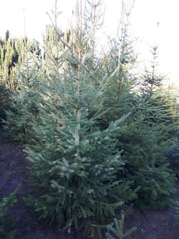 Kerstbomen disponible aux enchères