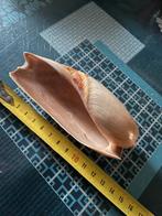 Schelpen, Ophalen of Verzenden, Schelp(en)