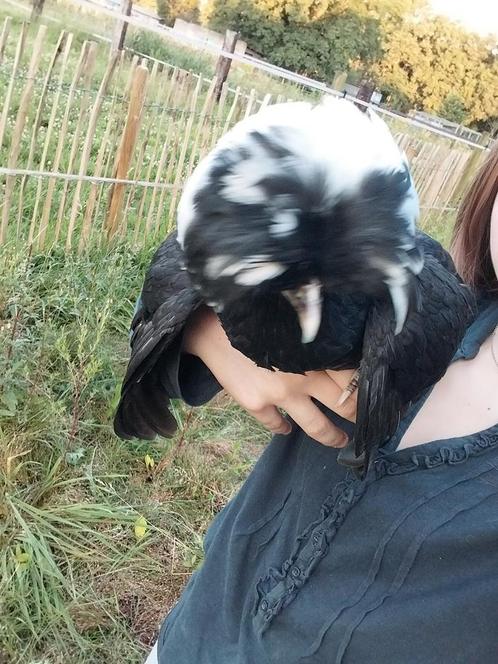 Kippen GEZOCHT, Dieren en Toebehoren, Pluimvee