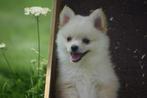 Dwergkees,pomeriaan,keeshond ,spitz pup, Keeshond, 15 weken tot 1 jaar, Buitenland, CDV (hondenziekte)