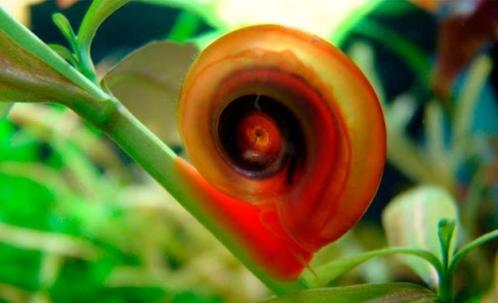 Escargots pour aquarium - les escargots nettoyeur aquarium, Animaux & Accessoires, Poissons | Poissons d'aquarium, Poisson d'eau douce