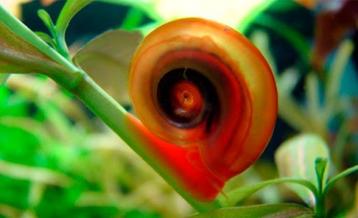 Escargots pour aquarium - les escargots nettoyeur aquarium