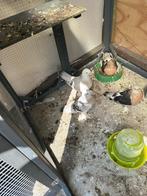 Takla duiven, Dieren en Toebehoren