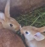 Nest konijnen, 8 stuks, Animaux & Accessoires, Lapins, 0 à 2 ans