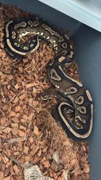 Tekoop koningspython-ball-pythons, Dieren en Toebehoren, Slang, Tam, 3 tot 6 jaar