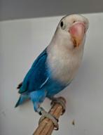 Koppel fischeri, Bagué