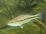 largemouth bass, Dieren en Toebehoren