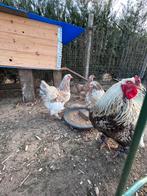 Brahma Zalm broedeieren, Meerdere dieren, Kip