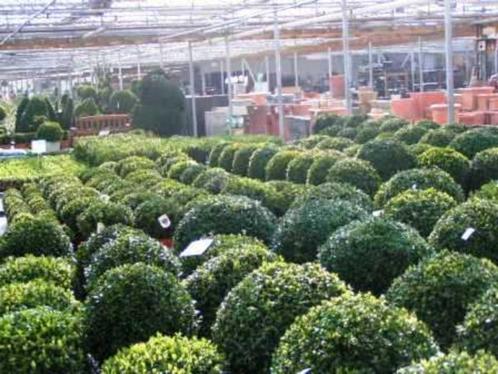 BUXUS BUIS BOLLEN KUBUS PYRAMIDEN WOLKEN PLANT ZE NU BESTE P, Tuin en Terras, Planten | Tuinplanten, Ophalen of Verzenden
