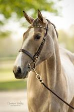 Springgefokte merrie, Dieren en Toebehoren, Paarden, Merrie, Ontwormd