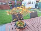 Acer katsura bonsai, Tuin en Terras, Planten | Bomen, Ophalen of Verzenden