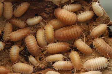 A. orange isopod beschikbaar voor biedingen