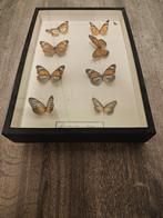 Taxidermie verzameling vlinders en insecten, Enlèvement