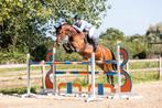 Terug plaats vrij voor het trainen van springpaard, Dieren en Toebehoren, Paarden, Zadelmak, Springpaard