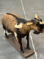 Taxidermie gietje, Ophalen