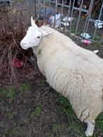 Ram, Dieren en Toebehoren, Schapen, Geiten en Varkens, Schaap