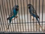 Grasparkieten, Dieren en Toebehoren