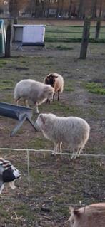 Dwergschaapjes .2 ooien en 2 rammen ., Animaux & Accessoires, Moutons, Chèvres & Cochons, Plusieurs animaux, Mouton, 0 à 2 ans