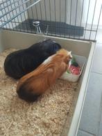 Cavia’s met kooi, Cavia