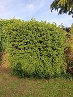 Hulst, Ophalen, Hulst, Struik, 100 tot 250 cm