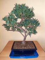 Bonsaï pin des Bouddhistes Podocarpus macrophyllus, En pot, Moins de 100 cm, Autres espèces, Enlèvement