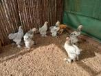 Brahma kuikens