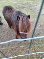 mini paardje, Dieren en Toebehoren, Merrie, Ontwormd