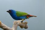 Forbes papegaai amadine, Animaux & Accessoires, Oiseaux | Oiseaux Autre, Oiseau tropical