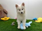 Samojeed pups, België, Keeshond, 8 tot 15 weken, CDV (hondenziekte)