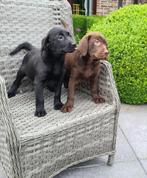 labrador pups choco bruin en zwart, Dieren en Toebehoren, Honden | Retrievers, Spaniëls en Waterhonden, België, CDV (hondenziekte)