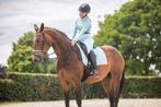 Weide/ fokmerrie te koop, Dieren en Toebehoren, Paarden, Merrie, Gechipt, L, 160 tot 165 cm