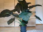 grote olifantsoor - Alocasia, Ophalen, Overige soorten, Halfschaduw, In pot