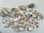Doopvontschelpen en andere soorten schelpen, Verzamelen, Mineralen en Fossielen, Verzenden, Schelp(en)