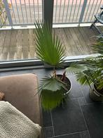 Mexicaanse waaierplant, Tuin en Terras, Planten | Tuinplanten, Ophalen of Verzenden