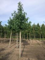 Zwaardere hoogstam/zuilvorm bomen, Tuin en Terras, Ophalen of Verzenden, Zuilboom, 400 cm of meer