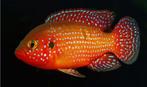 Volwassen Hemichromis lifalili, Dieren en Toebehoren, Vis, Zoetwatervis