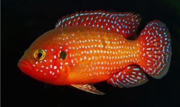 Volwassen Hemichromis lifalili beschikbaar voor biedingen