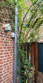 gratis struik bruidssluier,, Tuin en Terras, Planten | Tuinplanten, Ophalen, Vaste plant, Halfschaduw, Klimplanten