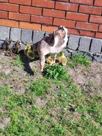 Ganzen kuikens, Dieren en Toebehoren, Pluimvee, Meerdere dieren, Gans of Zwaan