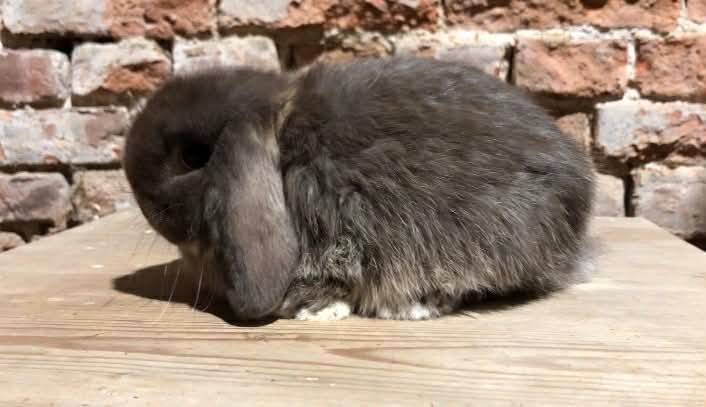 Femelle Minilop, Animaux & Accessoires, Lapins, Nain, Femelle, 0 à 2 ans, Oreilles tombantes