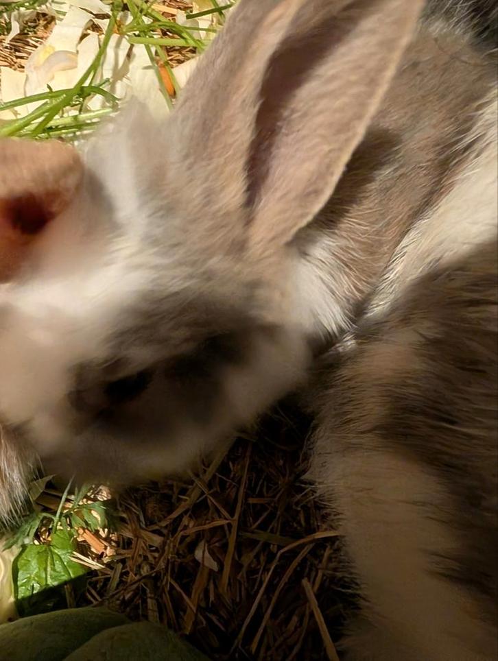 Lieve konijntjes, Animaux & Accessoires, Lapins, Taille moyenne, Plusieurs animaux, 0 à 2 ans, Oreilles tombantes