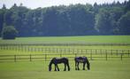 Weide gezocht voor 2 paarden. Omgeving meerhout,mol,balen…, Dieren en Toebehoren