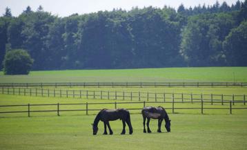 Weide gezocht voor 2 paarden. Omgeving meerhout,mol,balen…