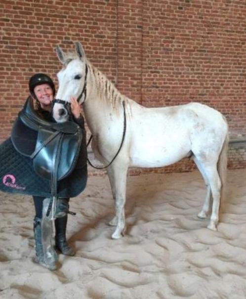 Lusitaanse 10-jarige ruin, Dieren en Toebehoren, Stalling en Weidegang