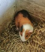 Knap cavia beertje, Animaux & Accessoires, Rongeurs, Cobaye