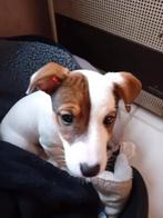 Jack Rusel puppy, Dieren en Toebehoren, België, Particulier, Jack Russell Terriër, Teef