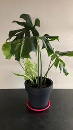 Monstera, Tuin en Terras, Planten | Tuinplanten, Ophalen of Verzenden