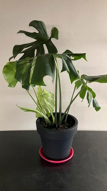 Monstera beschikbaar voor biedingen