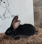 Duitsereus zwart otter moertje, Dieren en Toebehoren, Konijnen, Vrouwelijk, Groot, 0 tot 2 jaar