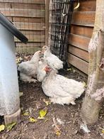 Brahma groothoender hen met kuikens, Dieren en Toebehoren, Pluimvee, Meerdere dieren, Kip
